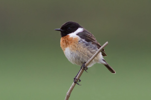 European Stonechat