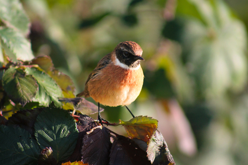 European Stonechat