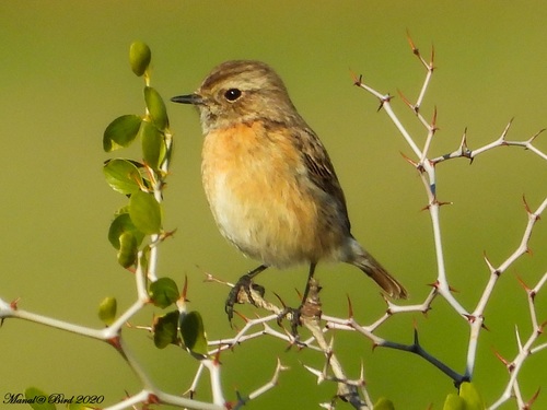 European Stonechat