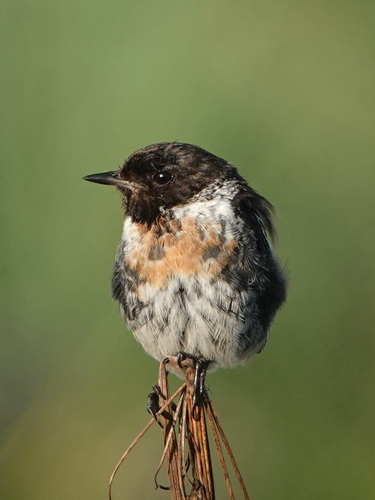 European Stonechat