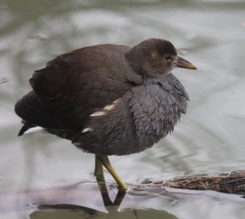 Common Moorhen