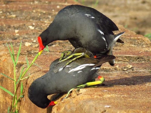 Common Moorhen