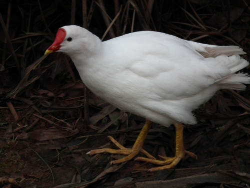 Common Moorhen