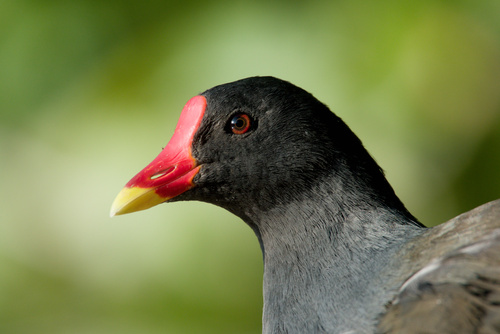 Common Moorhen