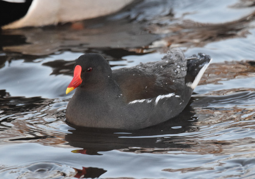 Common Moorhen