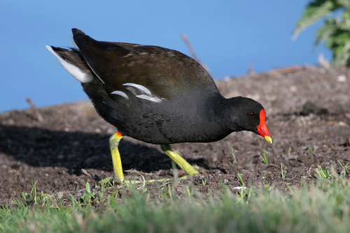 Common Moorhen