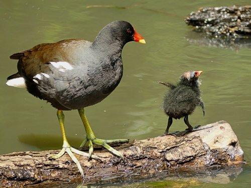 Common Moorhen
