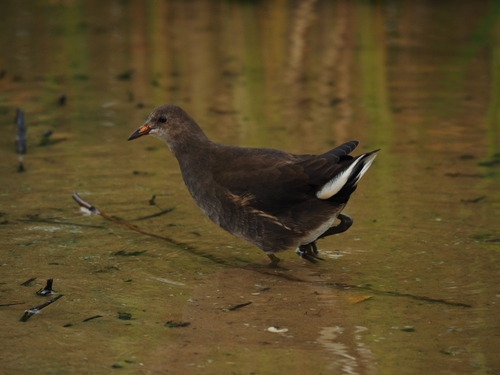 Common Moorhen