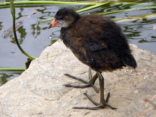Common Moorhen