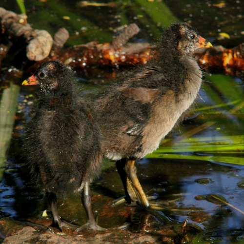 Common Moorhen