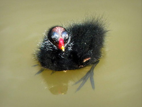 Common Moorhen