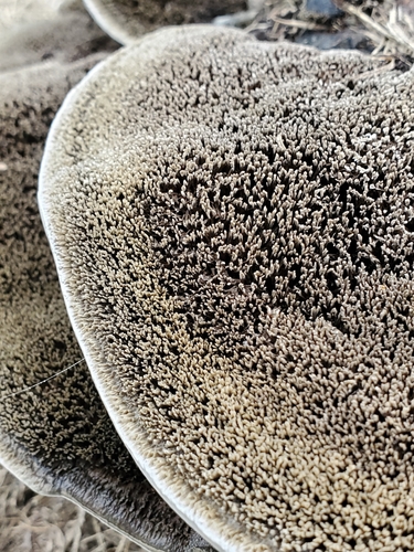 Hairy Hexagonia