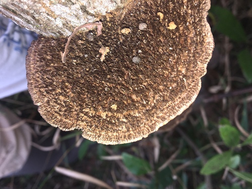 Hairy Hexagonia