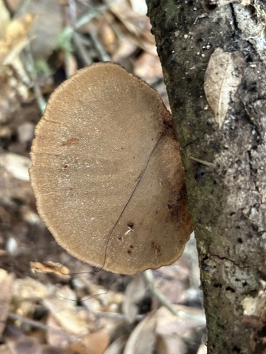 Hairy Hexagonia