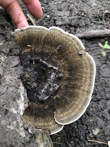 Hairy Hexagonia