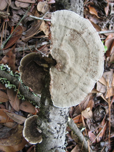 Hairy Hexagonia