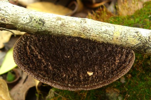 Hairy Hexagonia