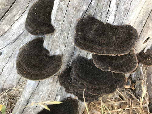 Hairy Hexagonia