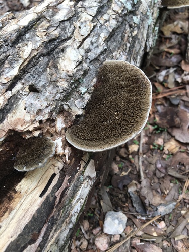 Hairy Hexagonia
