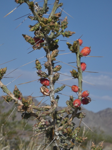 Christmas cholla