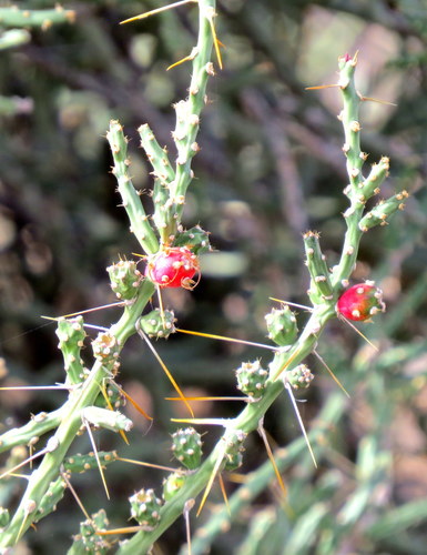 Christmas cholla