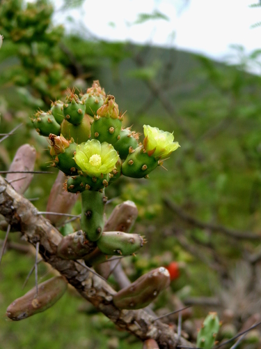 Christmas cholla