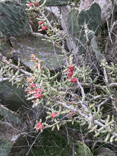 Christmas cholla