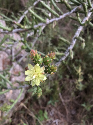 Christmas cholla