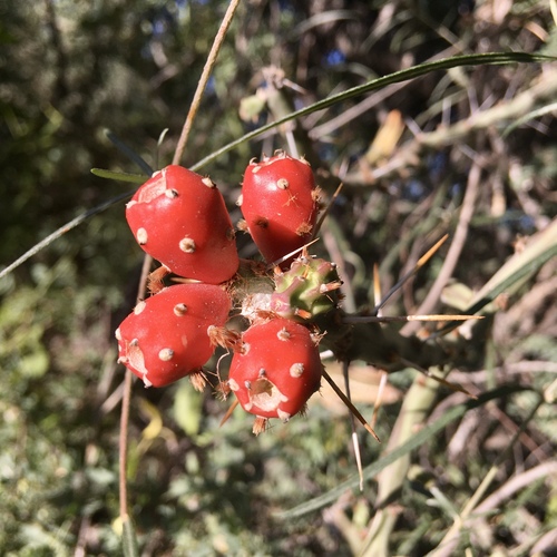 Christmas cholla