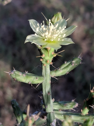 Christmas cholla