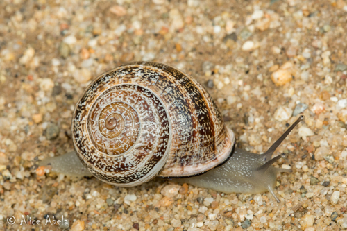 Milk Snail