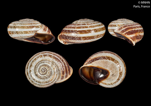 Milk Snail