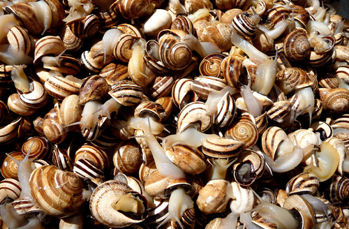 Milk Snail