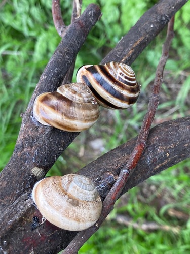 Milk Snail