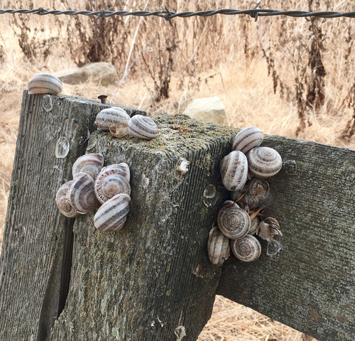 Milk Snail