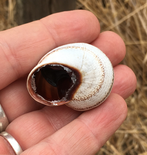 Milk Snail