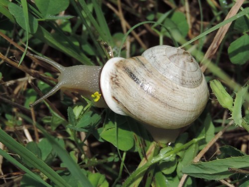 Milk Snail