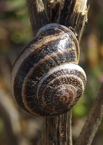 Milk Snail