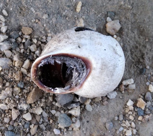 Milk Snail