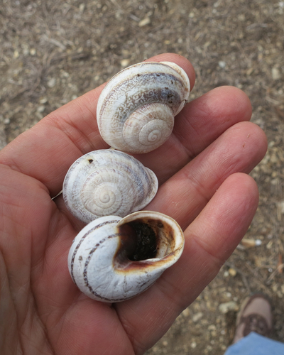 Milk Snail