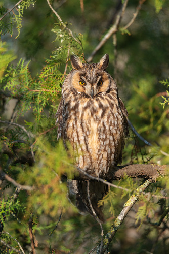 Long-eared Owl