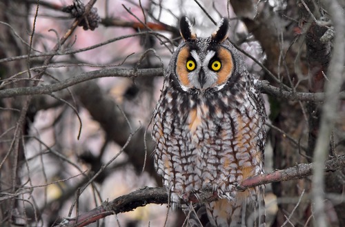 Long-eared Owl