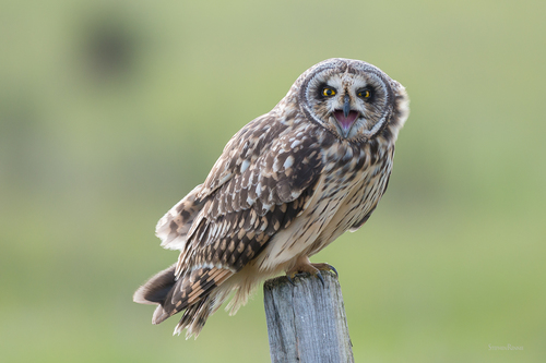 Short-eared Owl