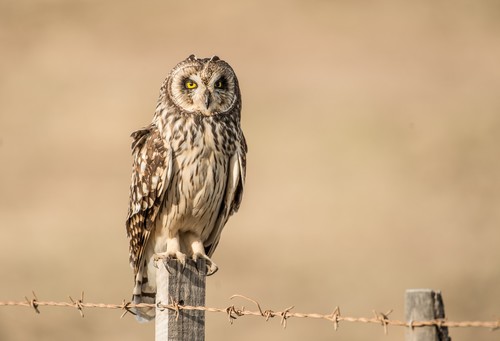 Short-eared Owl