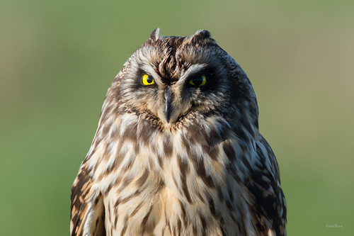 Short-eared Owl