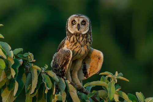 Short-eared Owl