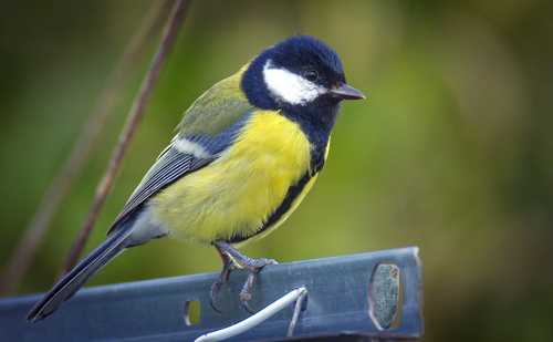 Great Tit