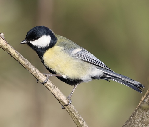 Great Tit