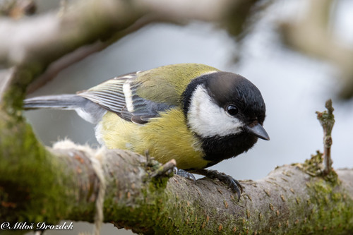 Great Tit