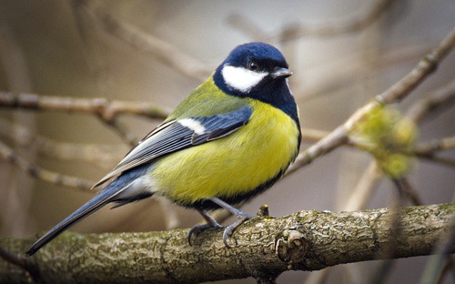 Great Tit